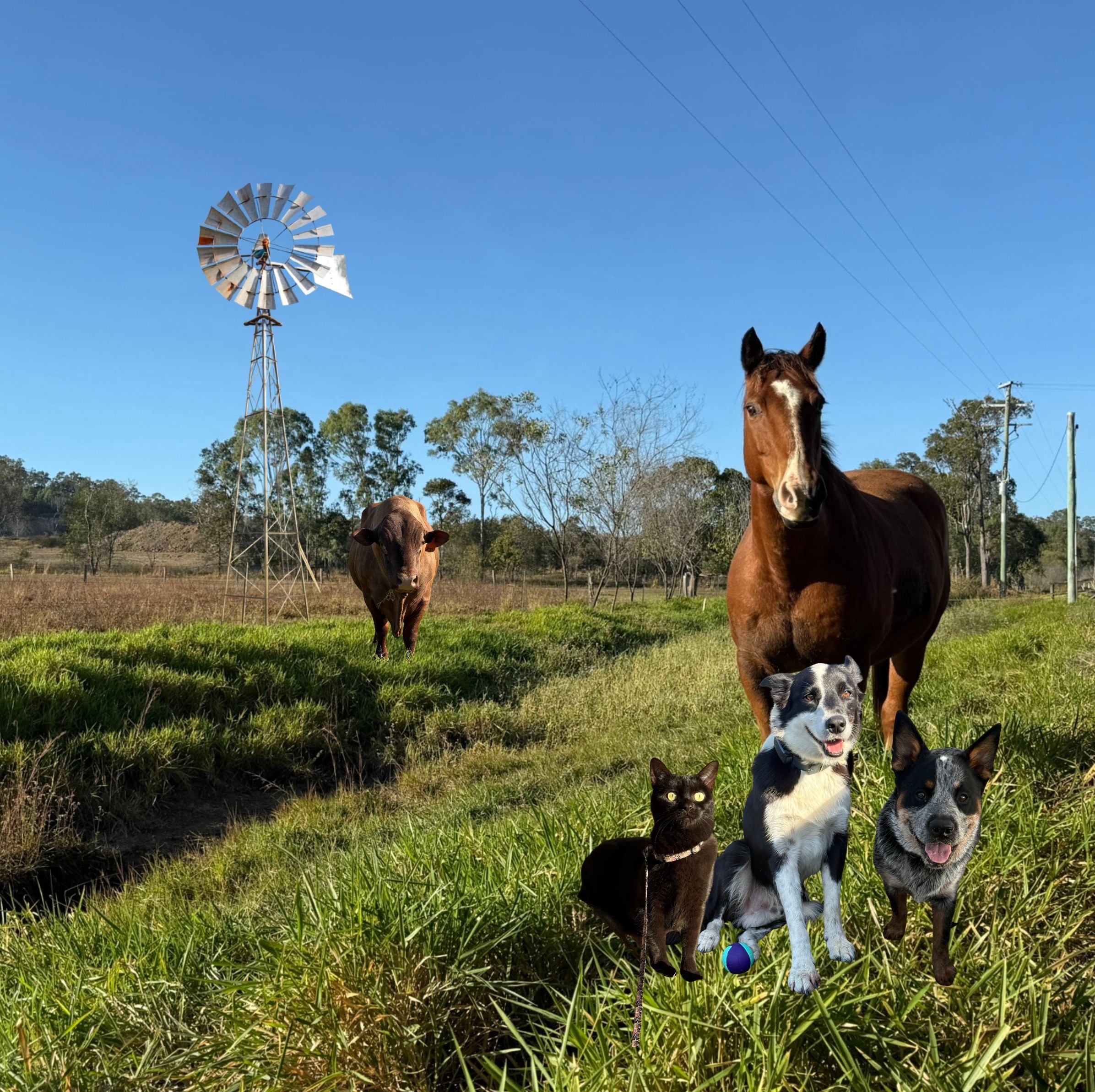 Veterinarian gently examining a farm animal in a bright, rural clinic setting