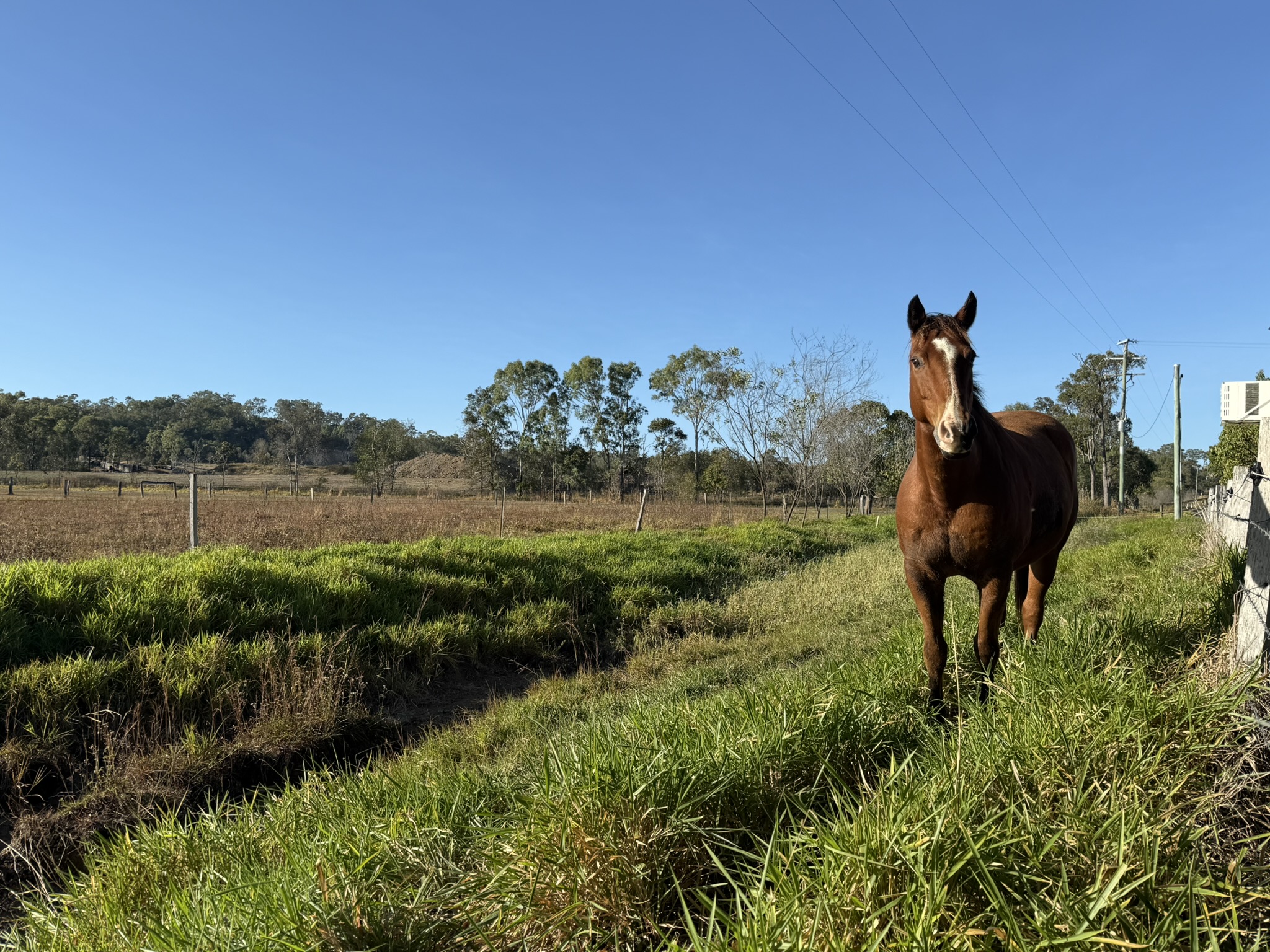 Veterinarian examining a horse on a rural farm property