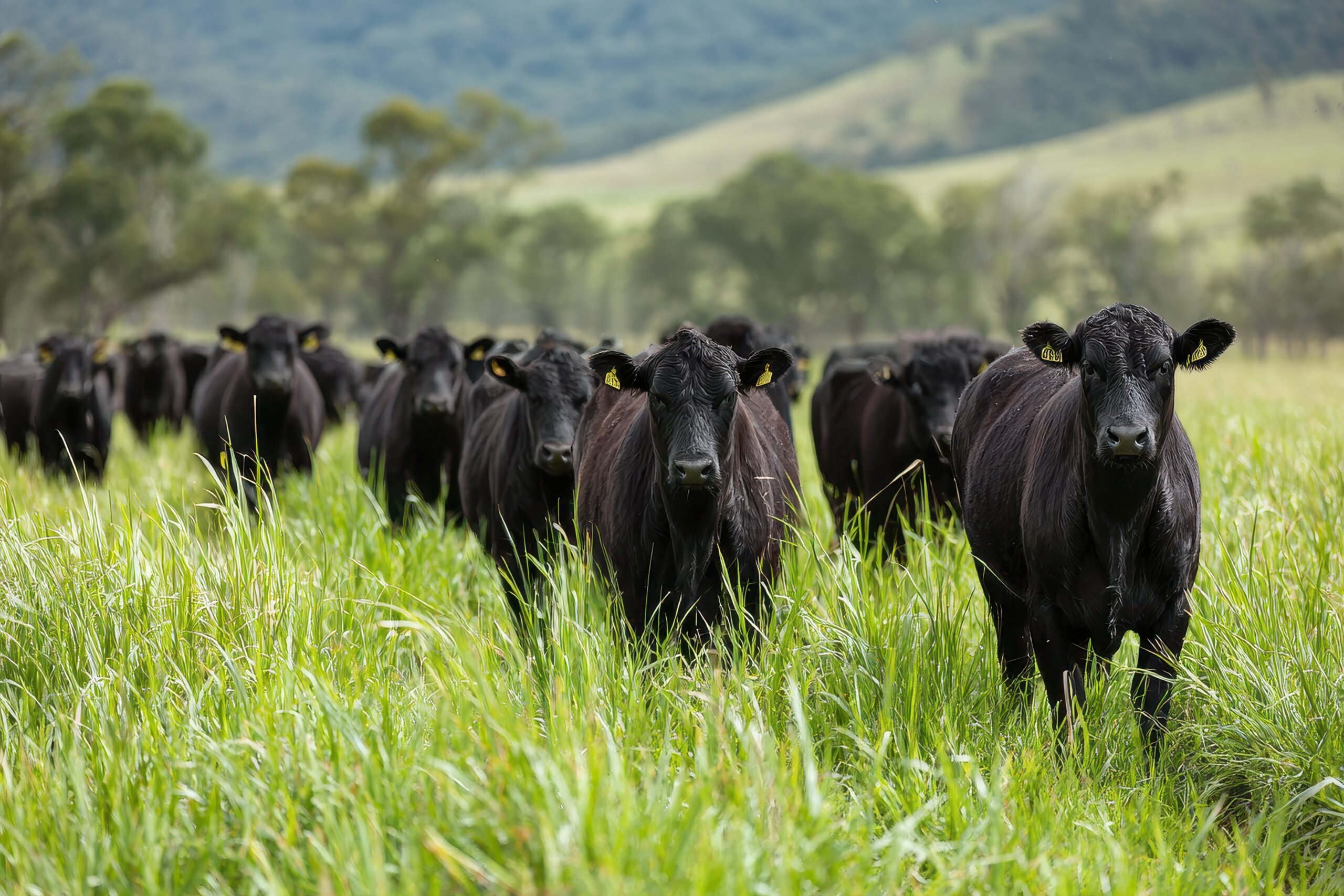 Angus cattle on pasture