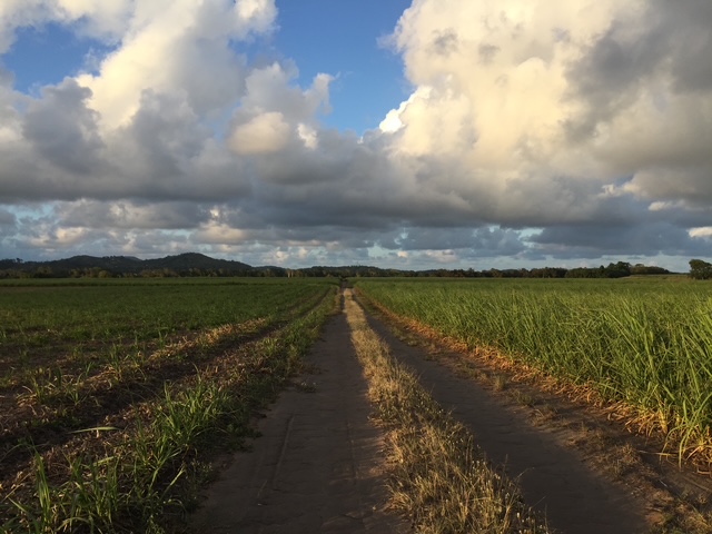 Farm road through sugarcane fields in Mirani under dramatic sky
