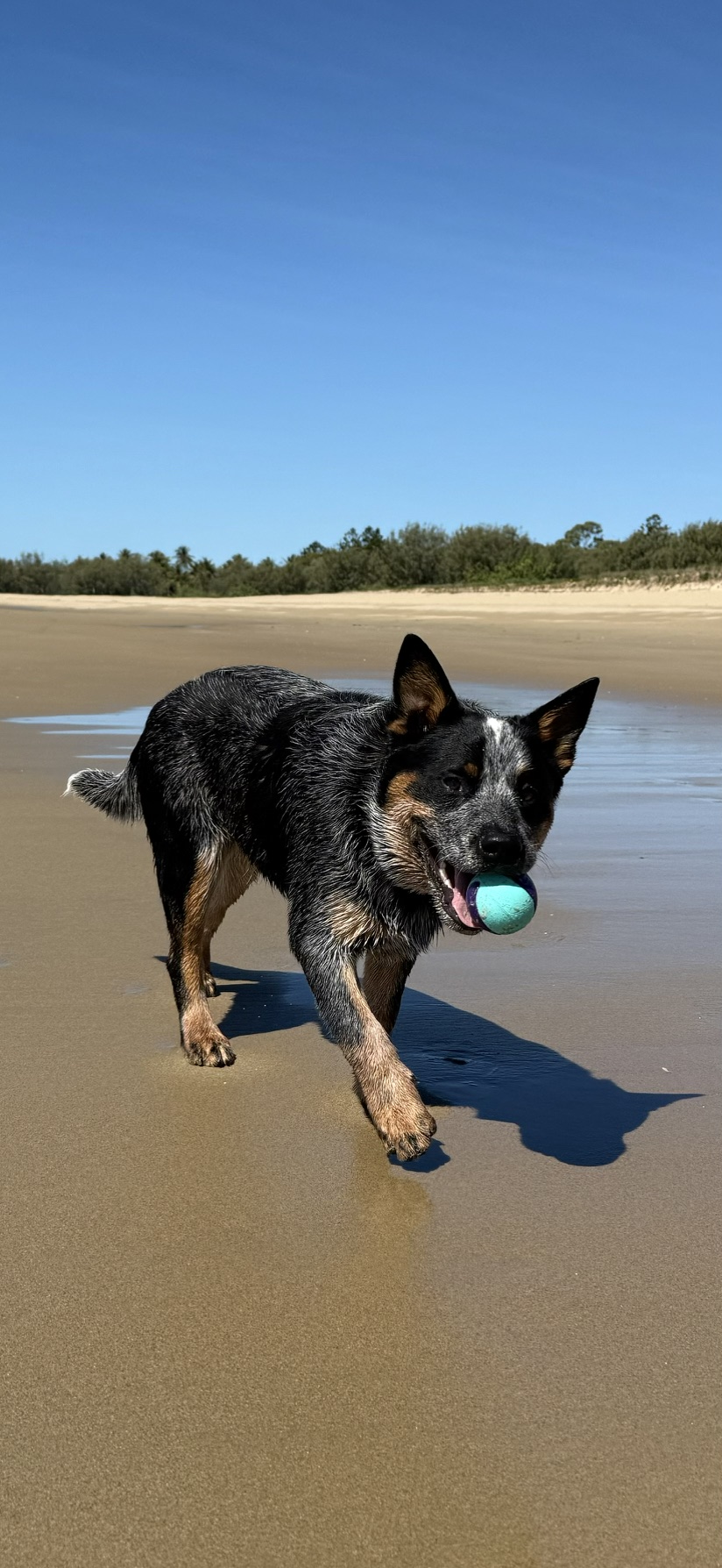 A healthy dog outdoors in the countryside