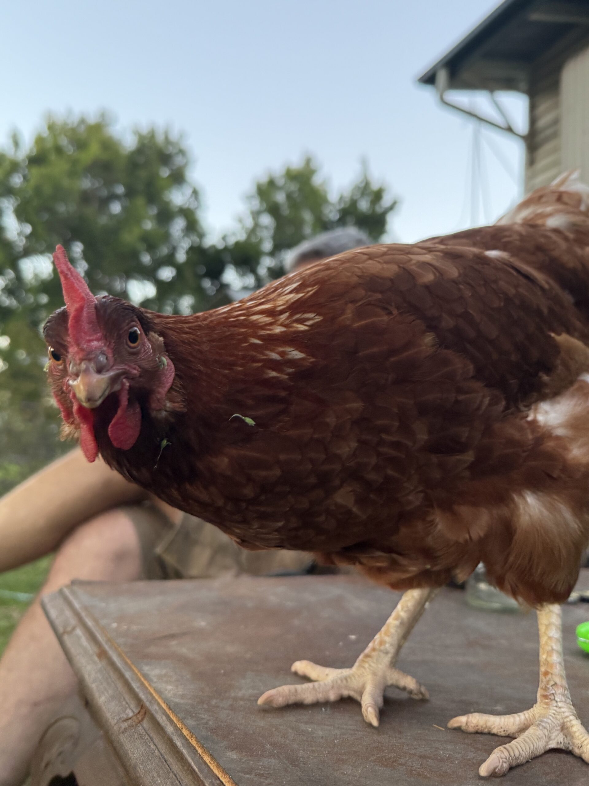 Natalie Mitchell, Reception at The Farm & Family Vets